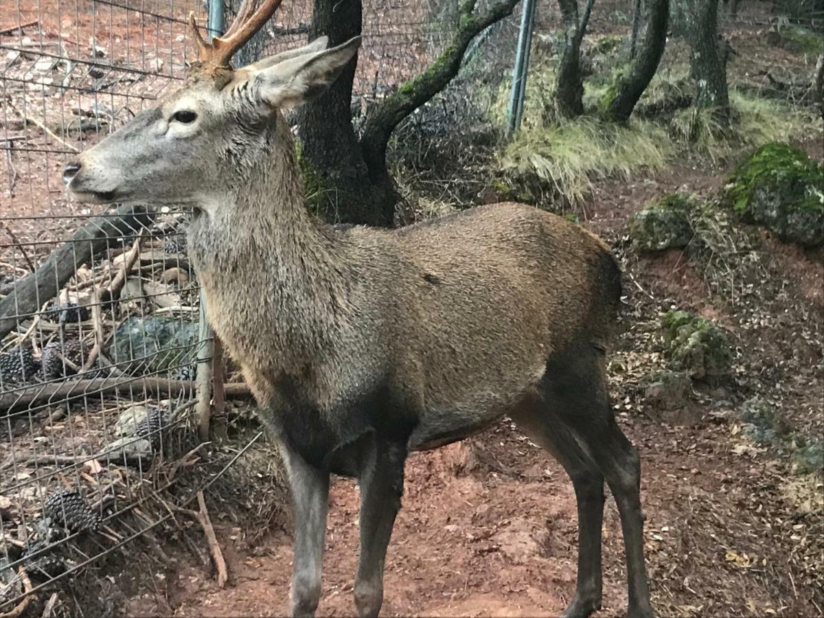 Chorros Del Mundo Turismo Rural Affittacamere Riópar Esterno foto